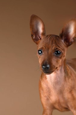 Cüce pinscher bej renkli arka plan üzerinde