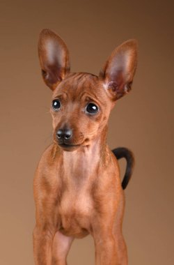 Cüce pinscher bej renkli arka plan üzerinde