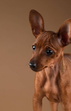 Cüce pinscher bej renkli arka plan üzerinde