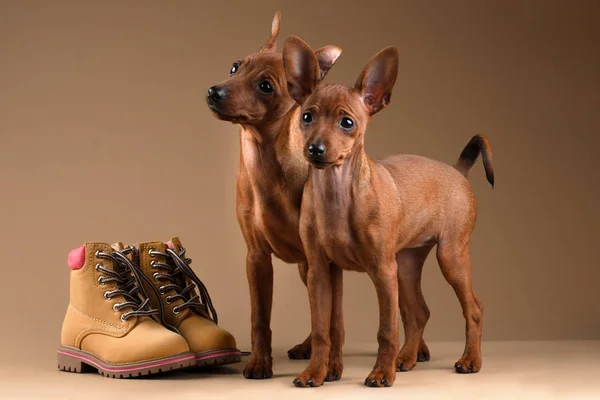 Zwergpinscher auf beigem Hintergrund — Stockfoto