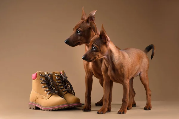 Zwergpinscher auf beigem Hintergrund — Stockfoto