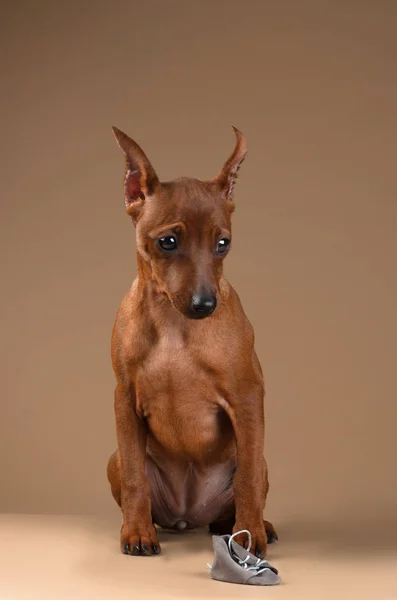 Zwergpinscher auf beigem Hintergrund — Stockfoto