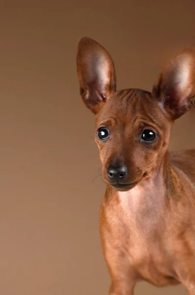 Pinscher nain sur fond beige — Photo