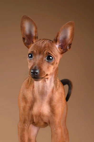 Pinscher nain sur fond beige — Photo