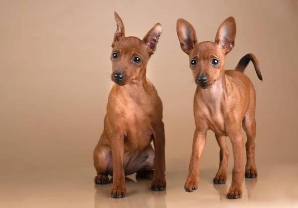 Pinscher nain sur fond beige — Photo