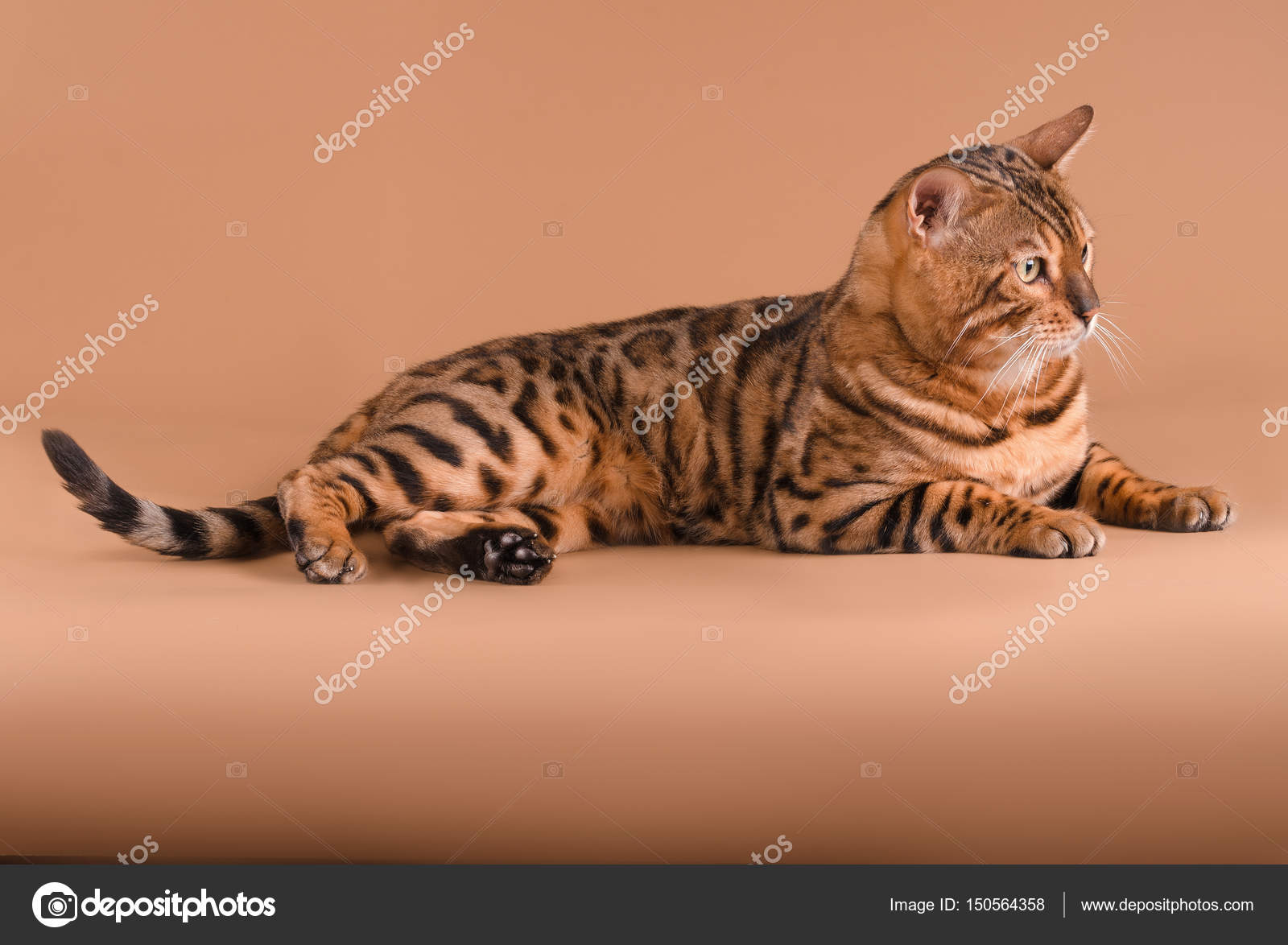 Бенгальский кот на бежевом фоне — Стоковое фото © adikatz #150564358