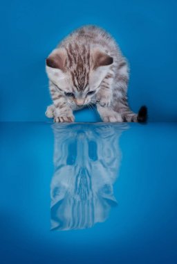 Mavi bir arka plan üzerinde Bengal yavru kedi