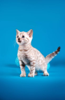 Mavi bir arka plan üzerinde Bengal yavru kedi