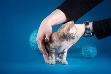 Mavi bir arka plan üzerinde Bengal yavru kedi