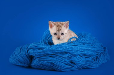 Mavi bir arka plan üzerinde Bengal yavru kedi
