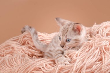  Bengalli yavru kedi bir yilan hikayesinde çalış