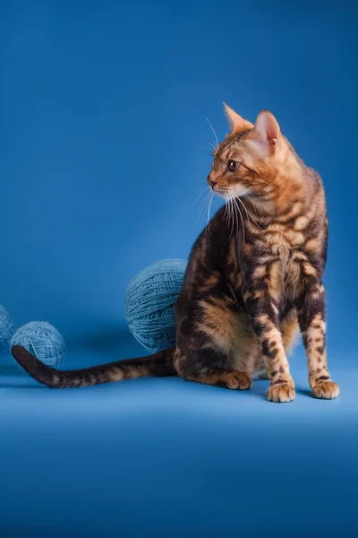 Bengaalse kitten op een blauwe achtergrond — Stockfoto