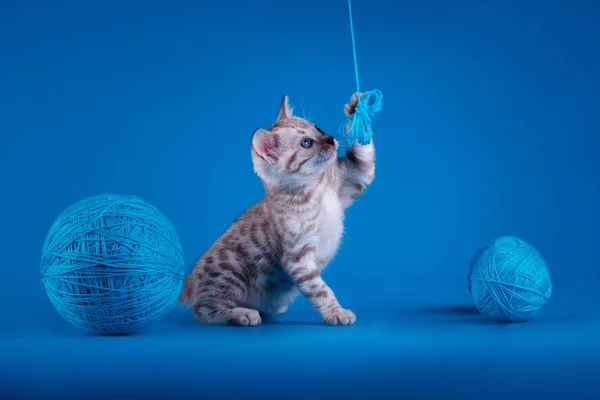 Bengaalse kitten op een blauwe achtergrond — Stockfoto