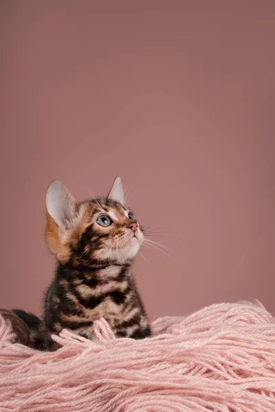 Bengal kitten on background — Stock Photo, Image