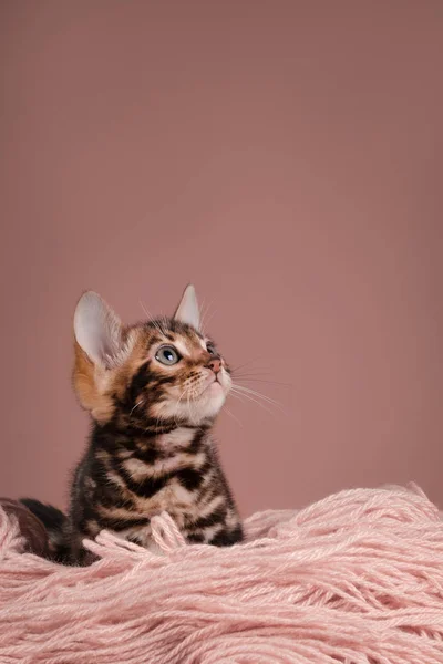 Bengal yavru kedi arka plan üzerinde
