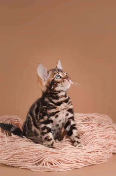  Bengalli yavru kedi bir yilan hikayesinde çalış