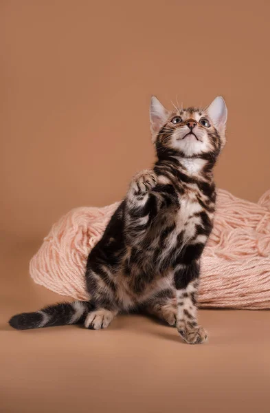  Bengalli yavru kedi bir yilan hikayesinde çalış