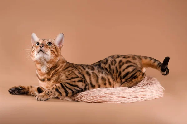 Gato de Bengala sobre fondo beige — Foto de Stock
