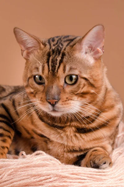 ベージュ色の背景にベンガル猫 — ストック写真