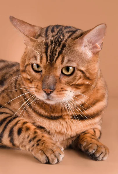 ベージュ色の背景にベンガル猫 — ストック写真