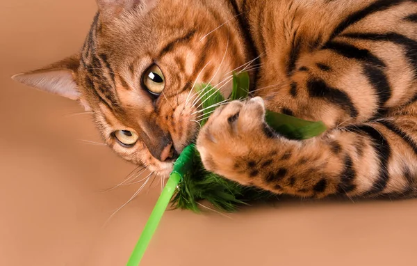Bengala gato em um fundo bege — Fotografia de Stock