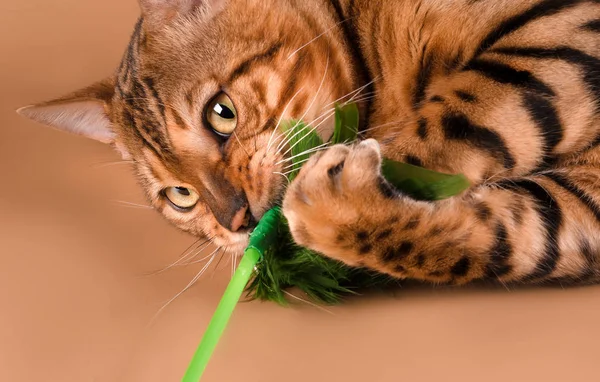 Bej renkli arka plan üzerinde Bengal kedisi