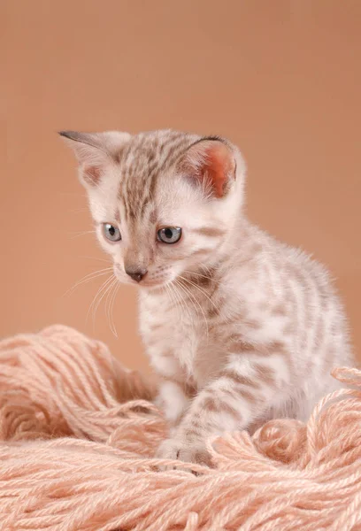 糸のベンガル子猫します。 — ストック写真