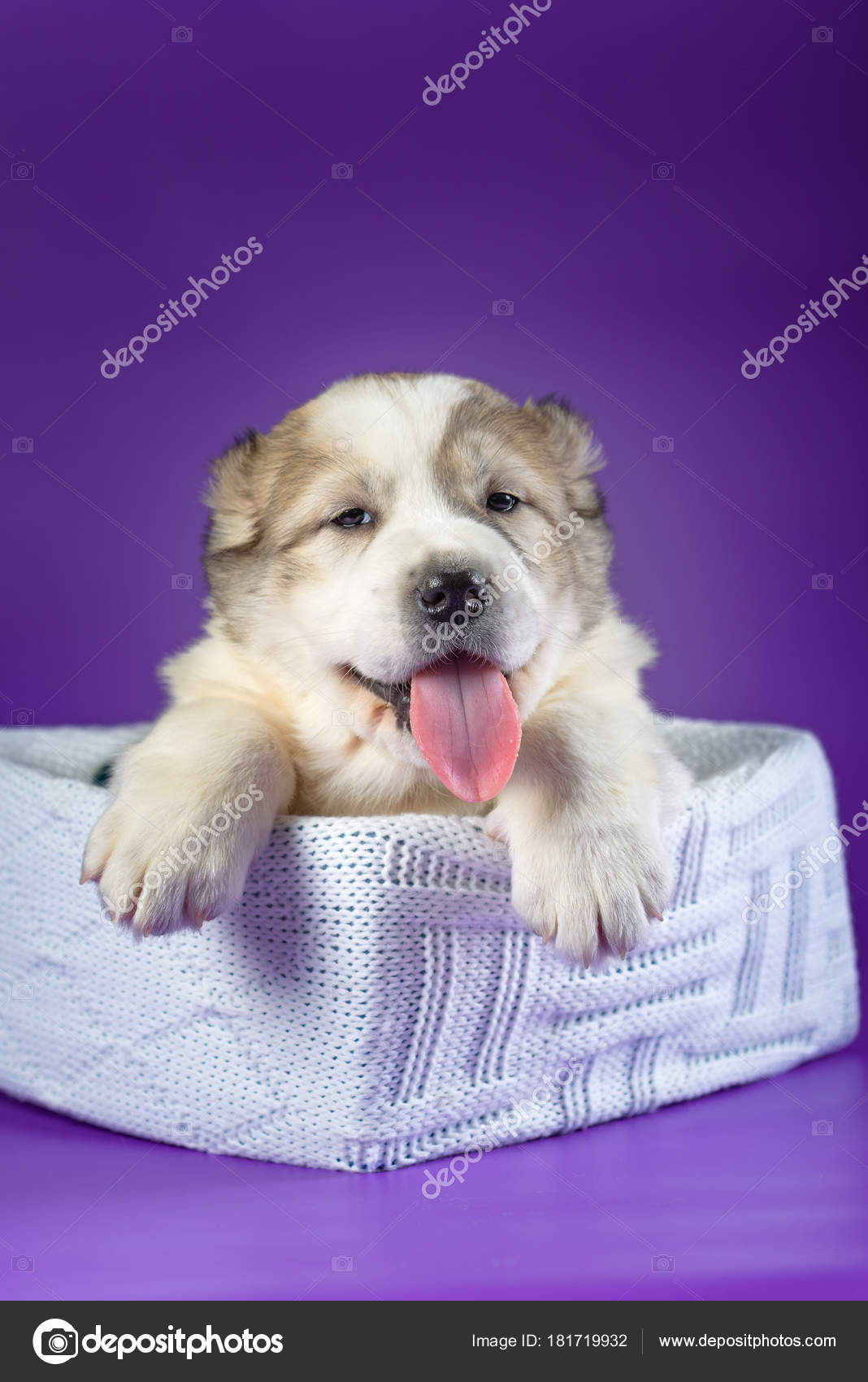 薄紫色の背景の子犬 ストック写真 C Adikatz 薄紫色の背景の子犬 ストック写真 C Adikatz