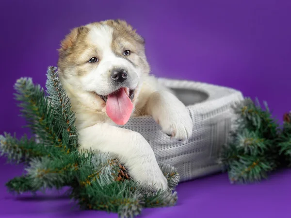 薄紫色の背景の子犬 — ストック写真