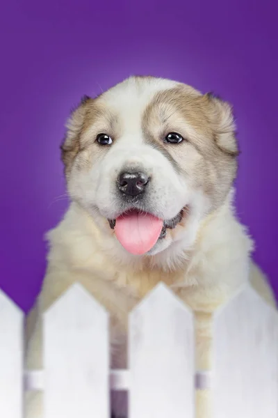 薄紫色の背景の子犬 — ストック写真
