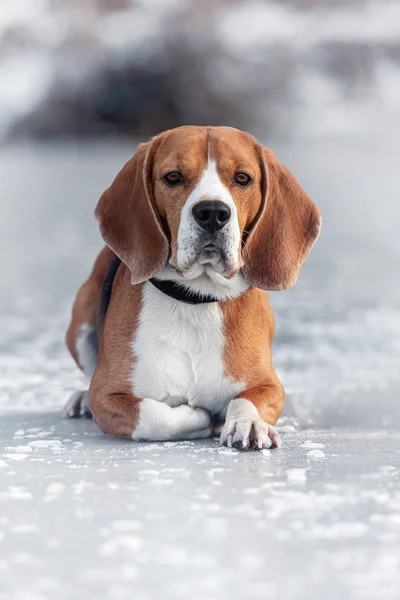 Beagle liegt auf Eis — Stockfoto