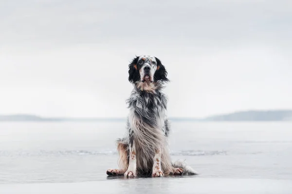 Cão de caça inglês em um fundo de inverno — Fotografia de Stock