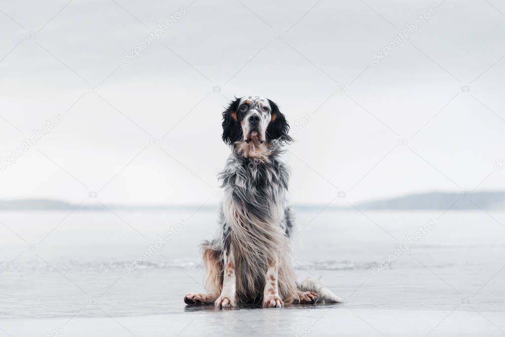 english setter on a winter background