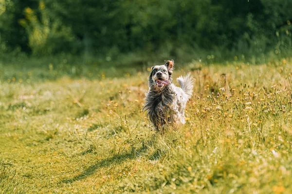Engelse setter loopt vrolijk langs het zomerveld — Stockfoto