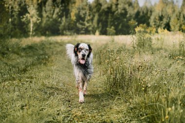 İngiliz setter sevinçle koşar yaz tarlasında