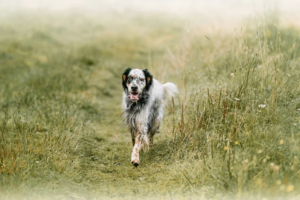 Setter anglais court joyeusement le long du champ d'été — Photo