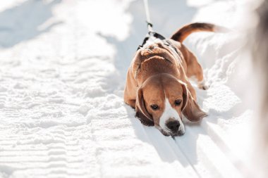 Koşumlu bir av köpeği.