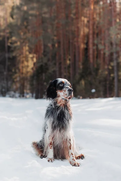 Anglický Setr Zimním Pozadí — Stock fotografie