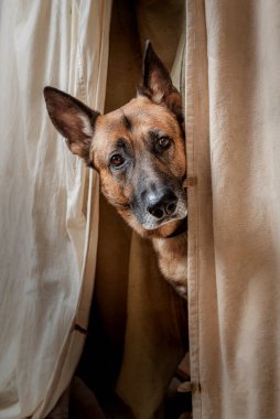Alman çoban köpeği sopaya bakar.