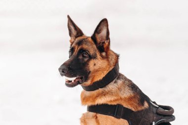 Çoban, kışın arka planda ağzında bir yumurta tutuyor.