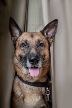 Doğu Avrupa çobanı çadıra dikiliyor.