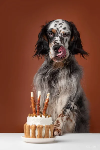 Cane Lecca Una Torta Compleanno — Foto Stock