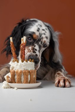 Köpek doğum günü pastası yiyor.