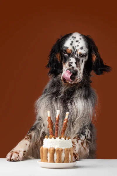Σκύλος Γλείφει Τούρτα Γενεθλίων — Φωτογραφία Αρχείου