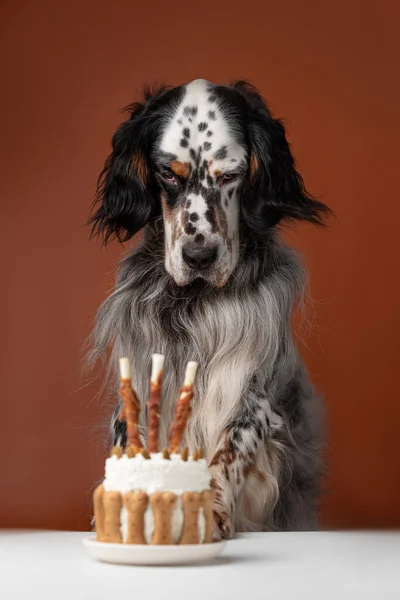 犬が誕生日ケーキを食べて — ストック写真