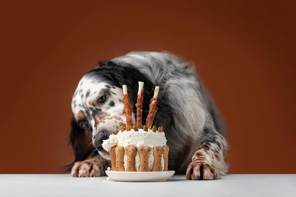 Hund Frisst Geburtstagstorte — Stockfoto