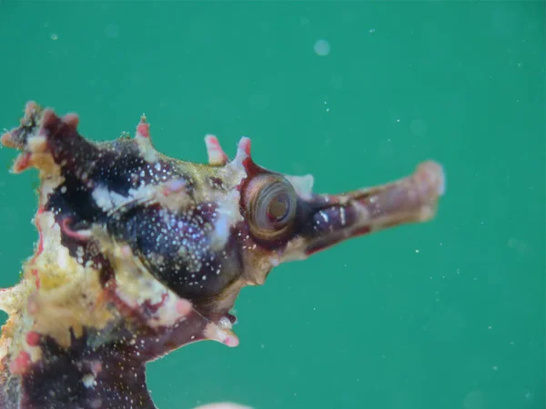 Close Macro Wild White Seahorse Hippocampus Whitei Φόντο Πράσινο Μπλε — Φωτογραφία Αρχείου