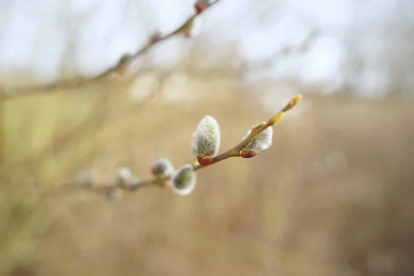 春には大規模な低塩のカタチの閉鎖 — ストック写真