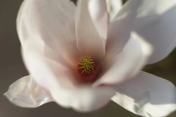 Primer Plano Delicada Flor Rosa Blanca Magnolia Árbol Magnolia Primavera — Foto de Stock