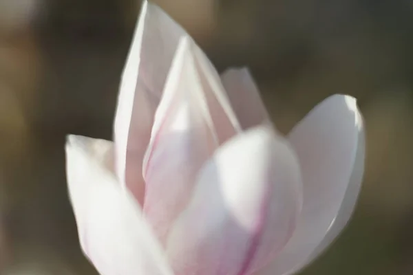 Close up of delicate white pink Magnolia blossom at Magnolia tree in spring